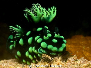 Nice colored nudibranch in the critter paradise of Dauin by Christian Nielsen 